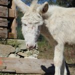 Il Linguaggio degli Asini