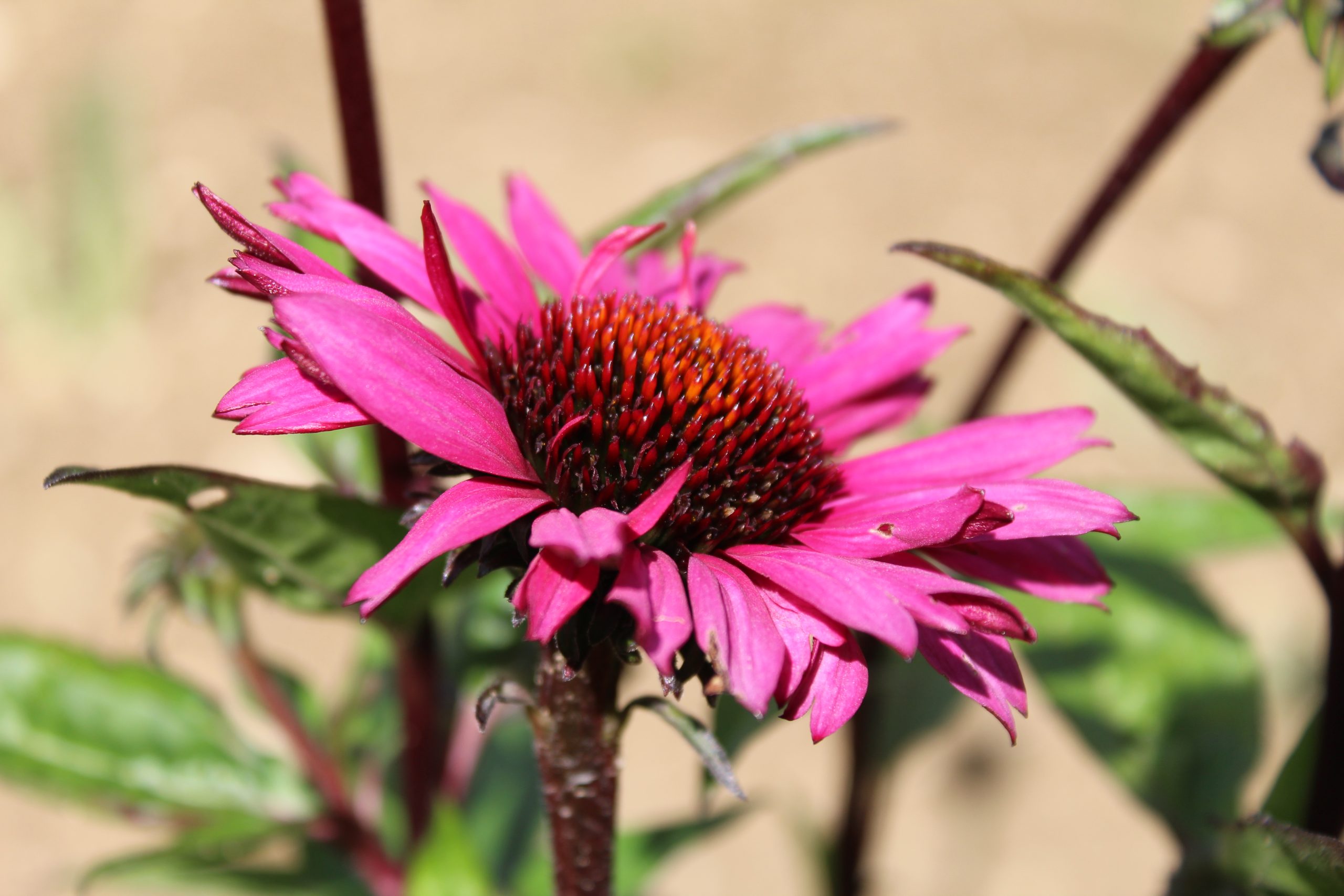Echinacea