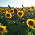 Il Girasole