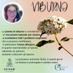 Il Viburno