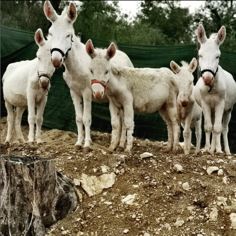 asini asinara