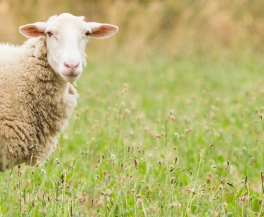 Horizontal shot of two white sheep walking and eating grass in a field during daylight