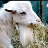 Natale Vegano