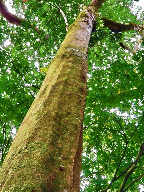 albero
