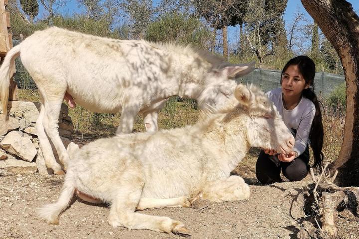 Asini Asinara - Rifugio Animali Liberi Catania Firenze - Il Seme di Gaia