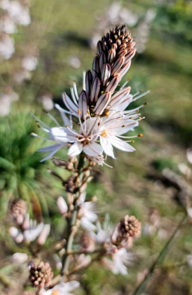 Asfodelo in fiore